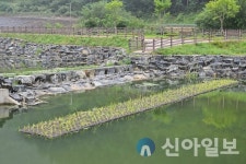 정선군, 비점오염저감시설 내 인공식물섬 설치