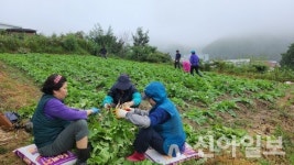 태백 황지동, 황부자 농장 가꾸기 열무 수확
