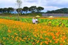 장성 황룡강 가을꽃축제 대박 조짐…  추석 연휴 15만명 방문