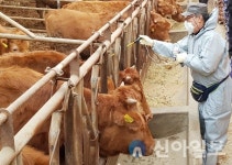 서산시, 구제역 예방백신 일제접종 추진