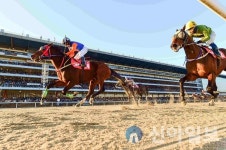 한국마사회 렛츠런파크 부산경남본부, 주말 드라이브스루 베팅존 운영