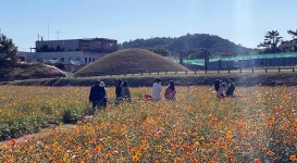 꽃에 물든 나주… 2만평 코스모스 꽃잔치