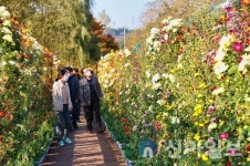 태안군, 가을 정취 한껏 태안국화축제 27일 개막