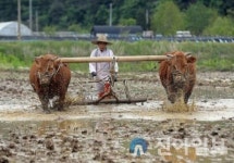 강원도무형문화재 제33호, 홍천겨리농경문화 공개행사 개최