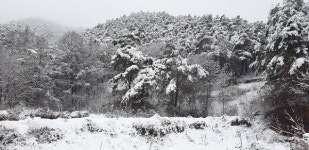 [포토] 함양 팔령고개에 봄을 시샘하는 폭설