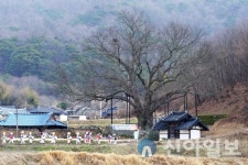 남원시, 천연기념물 남원 진기리 느티나무 당산제