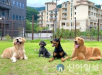 태백시, 15일 반려동물 놀이터 재개장