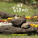 화순으로 봄소풍 가자 고인돌 봄꽃 축제 19일 개막