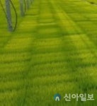 홍천군, 고품질 알찬미 생산단지 집중 육성 나서