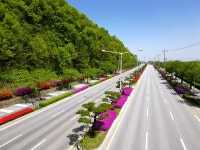 상주 경상대로, 봄 알리는 ‘철쭉 활짝’