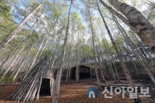 인제군, 96억 투입 자작나무숲 목재문화체험장 조성