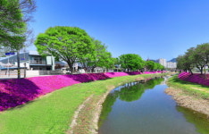 순창군, 양지천 꽃잔디 조성…대표 민관협력 사업으로 성장