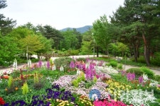 속초시 설악산자생식물원, 1만 본 봄꽃 식재 등 새단장