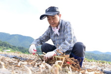 고령 간부공무원, 농촌 일손돕기 활동 실시