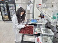 남원서 재배하는 오미자, 탈모·발모 바이오소재로 변신