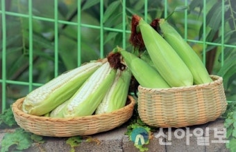 영월군, 자매결연 지자체 대상 찰옥수수 홍보 및 판매 추진