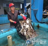 태안군, 가을꽃게 본격 수확… 전국 미식가 관심