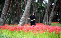 부안군 석불산 산림욕장, 꽃무릇 만개