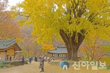 “경주시 단풍명소 9곳으로 가을맞이 슬기로운 단풍 여행