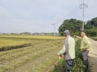부안 행안면, 벼수확 현장 소통행정 전개