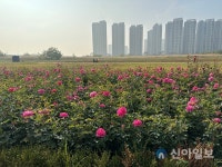 iH, 인천 송도 R2 부지에 꽃밭·산책로 조성