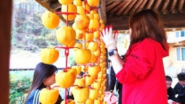 밤원마을에서 만나는 상주삼백, 농경문화의 가치 느끼다