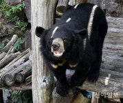 2월 생태관광지 하동 별천지 마을 …반달가슴곰과 교감