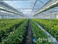 홍천군 농업기술센터, 고추재배기술 교육 실시