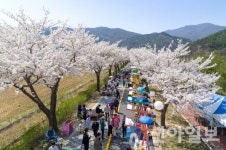 정선군, ‘제4회 북평면 벚꽃 축제’ 12일 개최