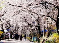 강화군, 경건한 분위기 속 북문 벚꽃길 야간관람 추진