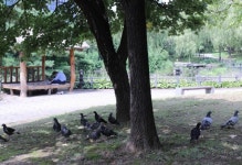 7월부터 광화문서 비둘기 먹이 주면 과태료 최대 100만원