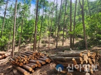 홍천국유림관리소, 국제기준 산림경영 인증