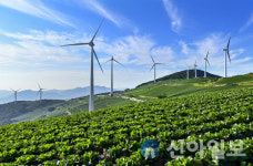 태백시, 매봉산 바람의 언덕 출입 통제