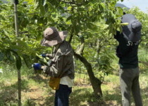 사천시 복지·청소년재단  단감농장 일손돕기 봉사활동