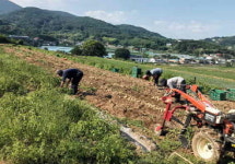 하동군 북천면 지역사회보장협, 감자 수확 봉사활동