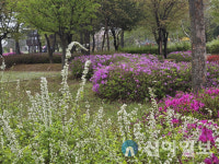 홍천 원도심을 ‘다시 숲으로’... 전문기관과 손 잡는다