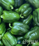 고성군 피망, 잔류농약·중금속 전 항목 ‘적합’