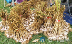 서산시, 서산6쪽마늘, 홈플러스·공영홈쇼핑서 소비자 공략