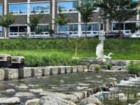 대전시-야생동물구조관리센터, 구조 백로 35마리 2차 방생