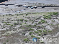 서산시, 도성리 갯벌 빠르게 확산…생태계교란 갯끈풀 제거 나서