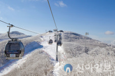 하이원리조트, 11월 말 스키장·눈썰매장 동시 개장