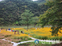 영월군, ‘제6회 붉은메밀꽃 축제’ 성료