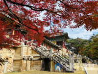 [포토] 경주 불국사의 가을 단풍