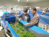 창원농업기술센터, 대산 청양영농조합법인 청양고추 풍년 기원제