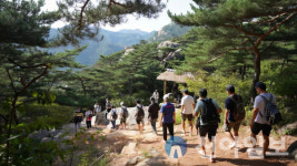 인제군, 기룡산 맨발길 조성 완료