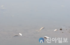 강화군, 목숙천 어류 집단 폐사에 신속 대응