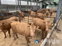 양양군, 양양한우 명품화 가속도…1+등급 출현율 74% 돌파