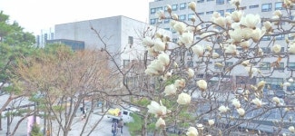 [포토] 양천구보건소 뒤뜰에 핀 봄의 전령 목련꽃