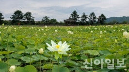 경주, 연꽃과 동해 바다로 여름 관광객 맞이…도심·해변 매력 한가득