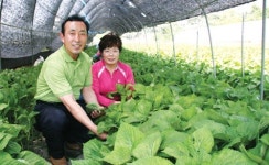 깻잎가족의 향긋한 성공농사